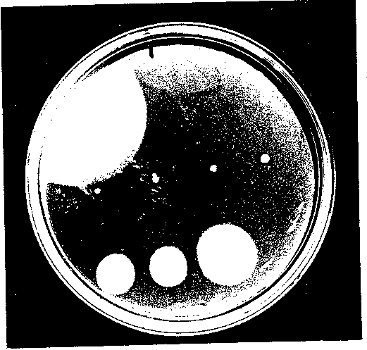 Western blot protocol thesis